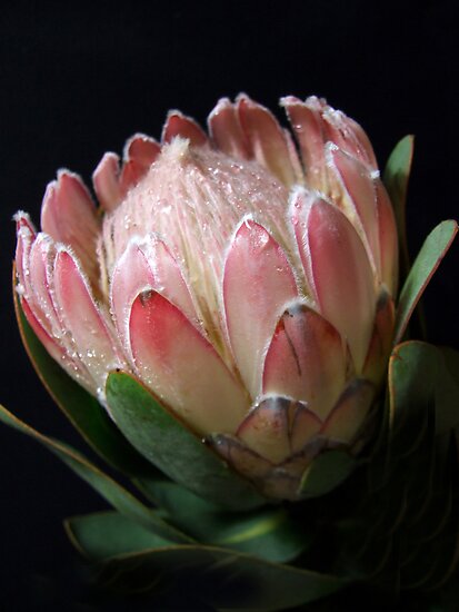 Queen Protea