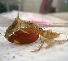 Crickets 2 by Sheri Scherbarth
