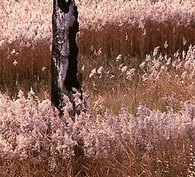Burnt-out tree by Roz McQuillan