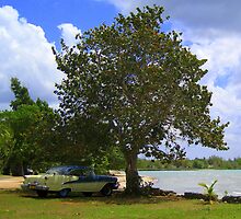 Cool under the Shade of a Tree :) by Honor Kyne