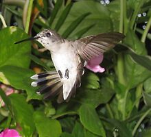 Displaying by Samohsong