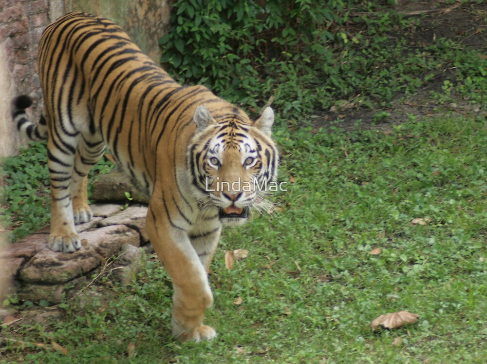 "Asian Tiger at Disney's Animal Kingdom" by LindaMac | Redbubble