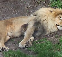 I just want to sleep by Laurie Puglia