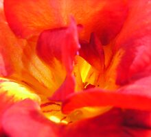 Freesia Fire by Maryanne Lawrence