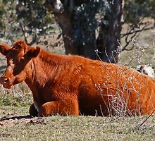 Resting by Evita