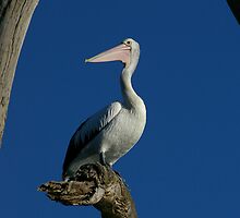 Pelican Portraiture by Michael Humphrys