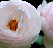 Not tonight my Love by DavidROMAN