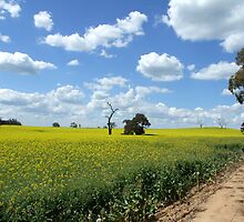 Where The Crops Are Planted by SharonD