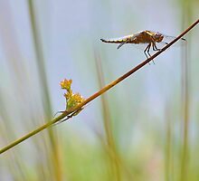 Male Chaser . by relayer51
