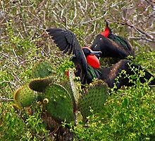 Great Frigate Birds Displaying by Yukondick