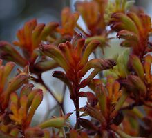 Flora - Australian - Kangaroo Paw on Location by Michael Norris
