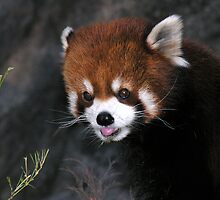 Precious by Sean Jansen