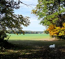 Autumn in Rhode Island | Two Paths to the Farm by Jack McCabe