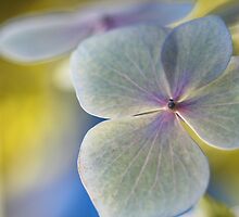 "Creativity is allowing yourself to make mistakes. Art is knowing which ones to keep." by SylviaCook