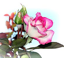 You Are My Rose by Christine Till @ CT-Graphics