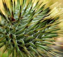Warning, Thistle by Maureen Kay