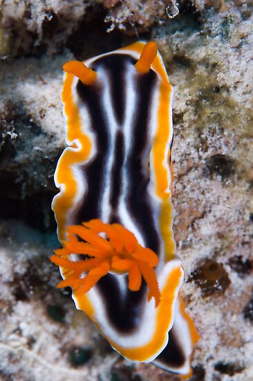 Striped Sea Slug