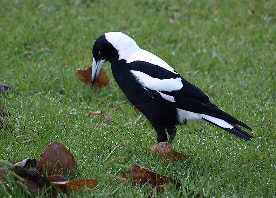 Male Magpie
