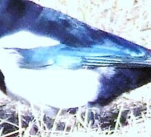 guess what i am solved by poupoune well done its a magpie by carol oakes