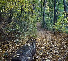 A Walk in the Woods by Ann Rodriquez