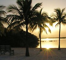 coconut tree morning silhouette by 1busymom