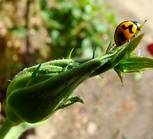 ladybird, ladybird, fly away home by Jan Stead JEMproductions
