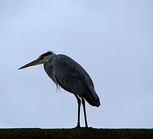 In the morning gloom by Sharon Perrett