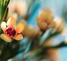 Softly blowing... by Sherstin Schwartz