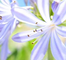Blue Monday by Ann Barnes