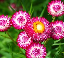 Paper Daisy by Greg Pollock