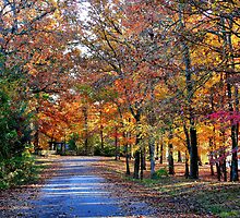 Fall Walk on Country Lane by Ginger Barritt