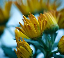 Dreaming in Color V. by Sherstin Schwartz