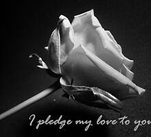 Pledge by Kimberley x ♥ Davitt