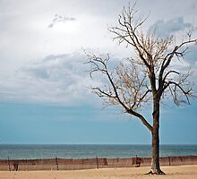 Beech On Beach by Maria Dryfhout