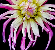 My Soul by DavidROMAN