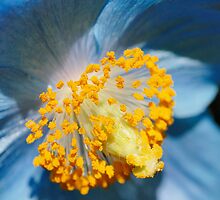Himalayan Blue Poppy by Mirka Rueda Rodriguez