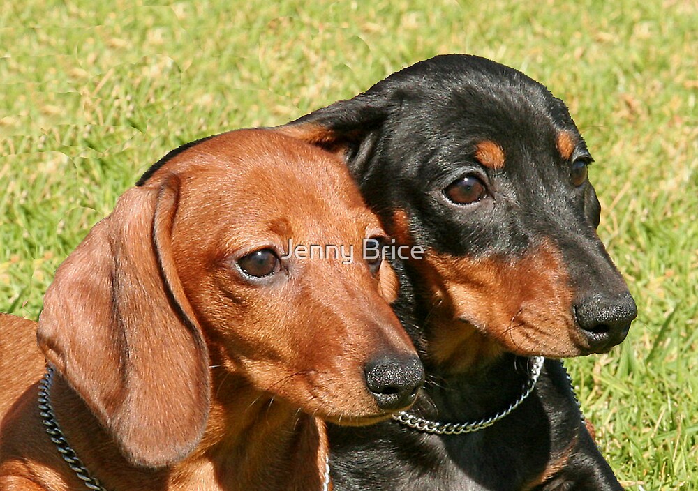 "Two Miniature Dachshunds" By Jenny Brice | Redbubble