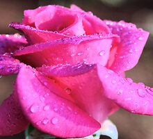PURPLE RAIN by Magaret Meintjes
