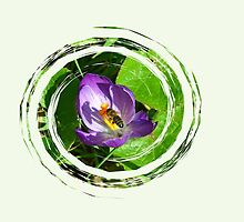 Crocus by lynn carter