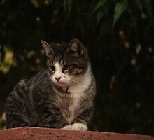 Feral Kitty by down23