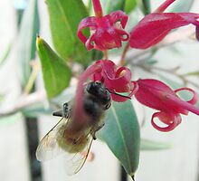 Buried Bee by Martice