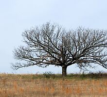 Little Tree on the Prairie by Bonnie T. Barry
