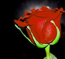 Red Single Rose on Black by Ginger Barritt