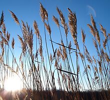 Tall Grass by nastruck