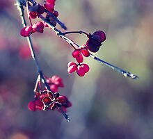 Love is an irresistible desire to be irresistibly desired~ by Tjasa Gruden