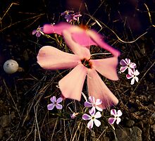 once upon a time... by Rachel McKinnie