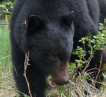 Got The Munchies by Gail Bridger