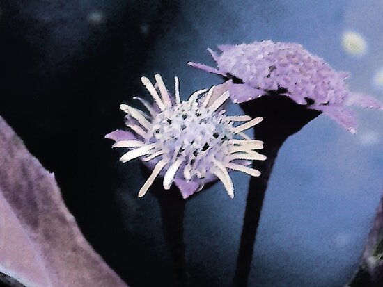 Moon Flowers by Rebekah McLeod Moon Flowers by Rebekah McLeod