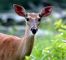 Whitetail Deer on the Blue Ridge Parkway by Tara Johnson