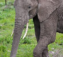 Elephant by Nickolay Stanev